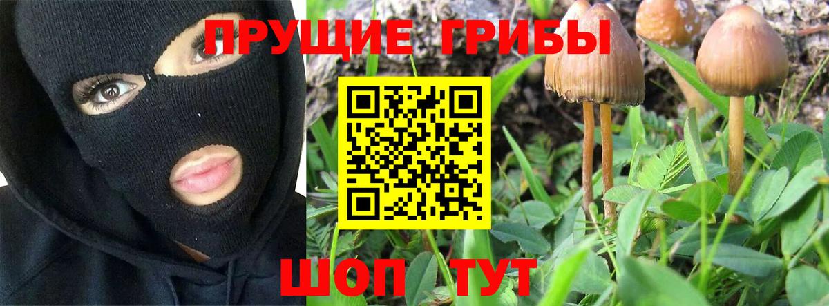 Электрогорск  как найти закладки  Вход с VPN  Галлюциногенные грибы Psilocybine cubensis 